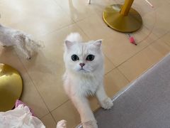 -喵宠乐园·撸猫互动·猫舍