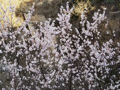 -鹫峰国家森林公园