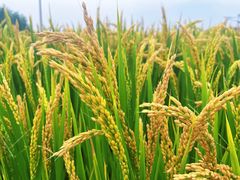 -鼎宏干锅牛肉(富城时代店)