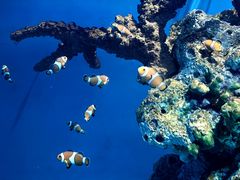 -海合安武汉极地海洋公园