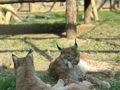 -石家庄市动物园
