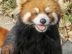 -合肥野生动物园