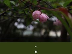 -鸡鸣寺