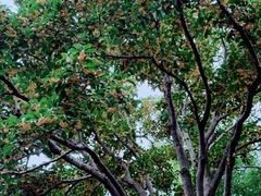 -秋霞圃