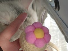 -瑞派宠物医院·犬猫全科·猫友好(宾水西道店)