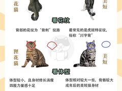 -翊宠yipet猫狗购宠庄园犬舍•猫舍