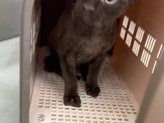 -pd派德宠物中心医院24H急重症·眼科中心·血液透析中心(嵩山北路店)