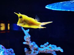 -上海海洋水族馆