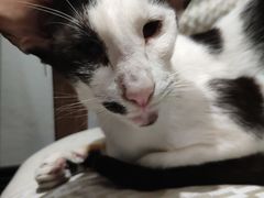 -猫色咖啡·猫咖