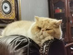 -纳吉亚猫专科动物诊疗中心(蒋宅口分院)