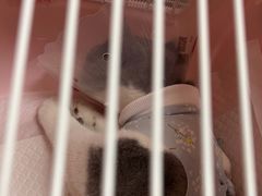 -宠福鑫康馨动物医院·骨科·眼科