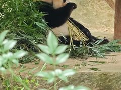 -中国大熊猫保护研究中心雅安碧峰峡基地