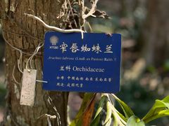 -中国科学院西双版纳热带植物园