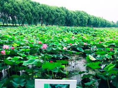 -洪湖生态旅游区