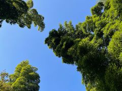 -上海佘山国家森林公园天马山园