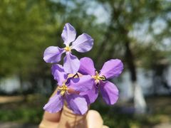 -长白岛森林公园