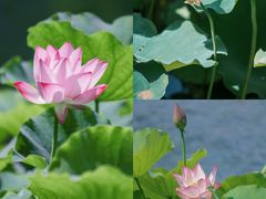 -厦门园林博览苑