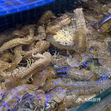 [礼花]凤霞海鲜楼·美食之旅开启🚢吃海鲜咯～