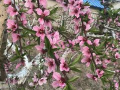 -小六农家乐(崇明西沙湿地店)