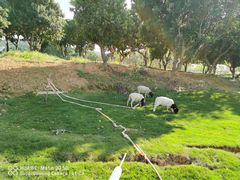 -光明农场大观园