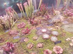 -中国科学院西双版纳热带植物园