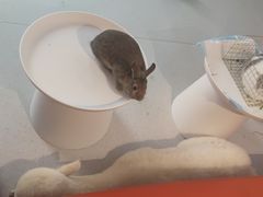 -麦当劳(龙湖北京大兴天街店)