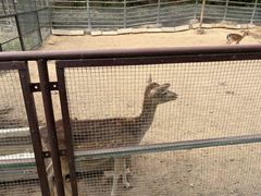 -青藏高原野生动物园