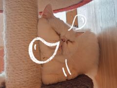-猫腻·猫咖·撸猫馆(星光大道店)