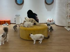 -1013 PET SHOP精品宠物商店(丁香店)
