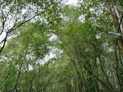 -南国桃园旅游度假区