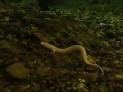 -波斯托伊纳溶洞