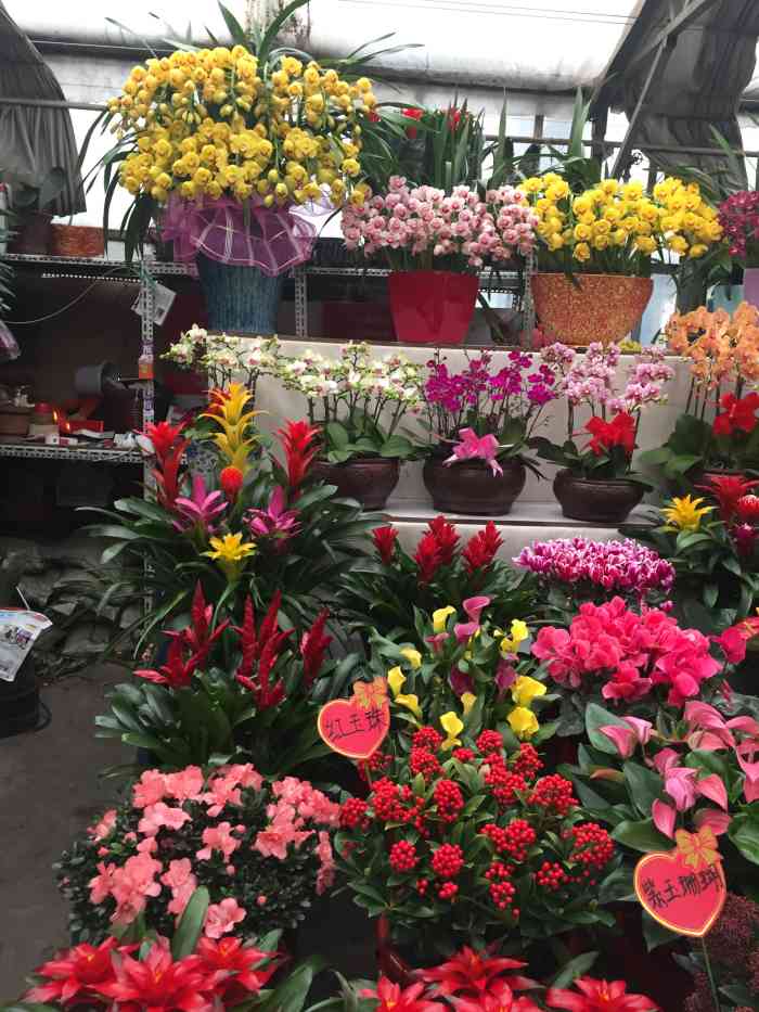 玉泉营花卉市场-"不是很大的花卉市场, 主要经营切花,盆花.