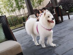 -上海崇明金茂凯悦酒店