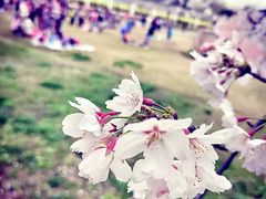 -苏州上方山国家森林公园