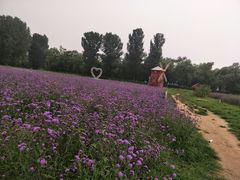 -北京东方普罗旺斯薰衣草庄园
