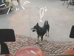 -柴犬高等学院·狗咖·柴犬售卖·宠物训练