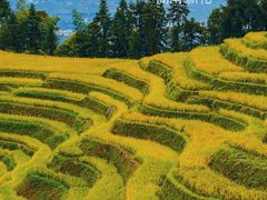 -紫鹊界梯田景区