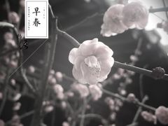 -郭庄茶室
