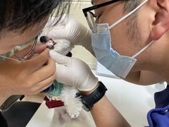 -北京观赏动物医院·24小时大型综合·猫专科·异宠专科