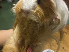 -藦茜花园宠物主题亲子互动体验馆(国顺东路店)