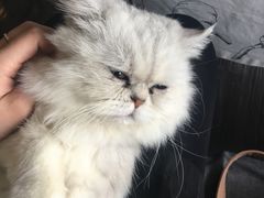 -吉丁鸟咖·异宠·寄养