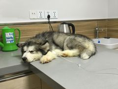 -爱侣宠医·鹦鹉专科·小型哺乳类·异宠专科(灵石路店)