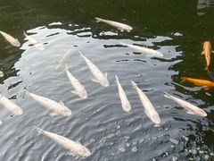 -惠州西湖风景名胜区-丰渚园