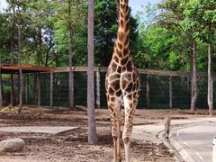 -清迈夜间动物园