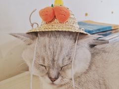 -Heymao猫咖.咖啡厅(东门店)