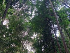 -武吉知马自然保护区