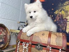 -翊宠yipet猫狗购宠庄园犬舍•猫舍