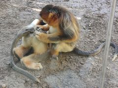 -北京野生动物园