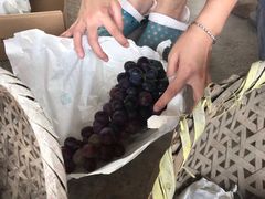 -马陆小张葡萄园农家乐