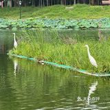 🔥北京罗马湖旁的宝藏烤肉店——元喜地摊烤肉🍖